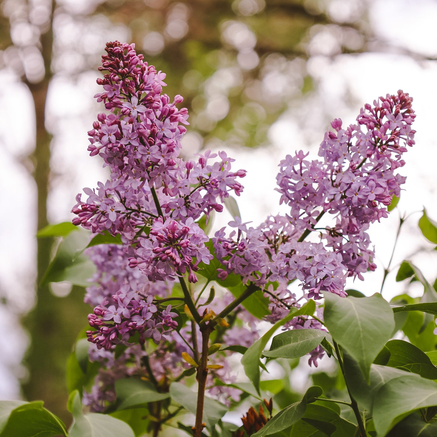 Pasque and Lilac Flower Essence | Seasonal Change